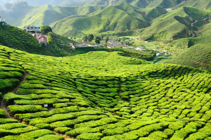 Malaysia, le meraviglie delle Highlands!