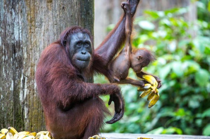 Malaysia, le avventure nel Sabah